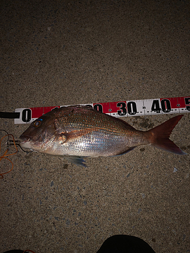 マダイの釣果