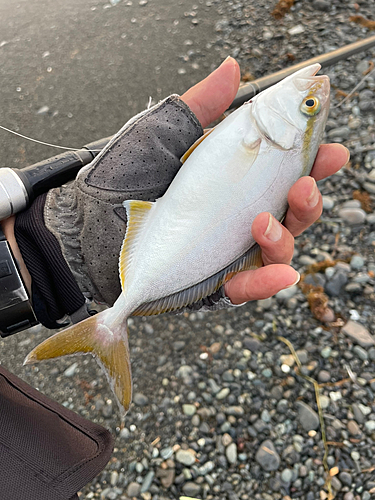 ショゴの釣果