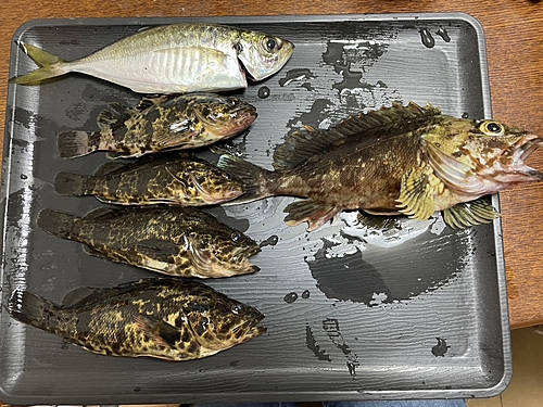 タケノコメバルの釣果