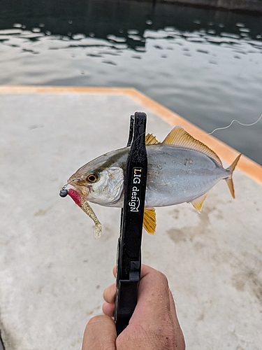 ショゴの釣果