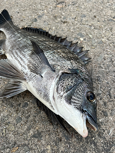 クロダイの釣果