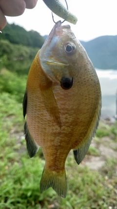 ブルーギルの釣果