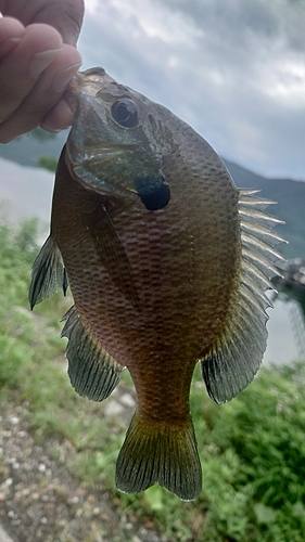 ブルーギルの釣果