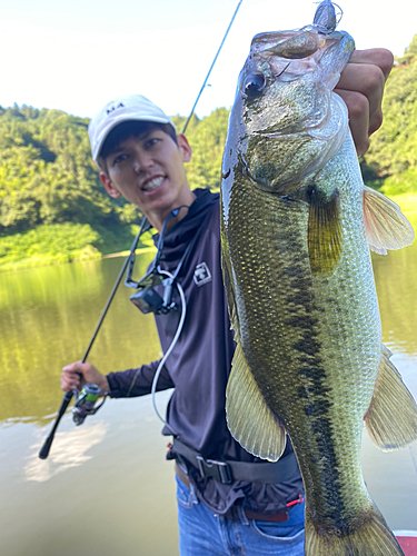 ブラックバスの釣果