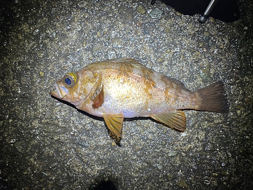 メバルの釣果