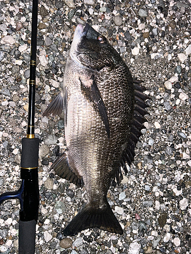 クロダイの釣果