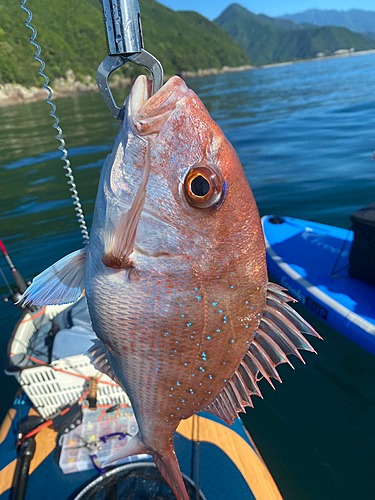 マダイの釣果