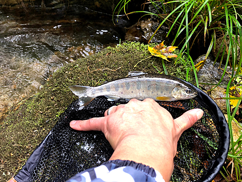 イワナの釣果