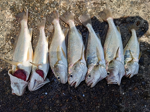 イシモチの釣果