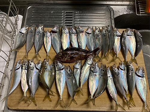 タカノハダイの釣果