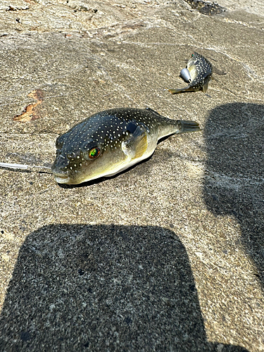 クサフグの釣果