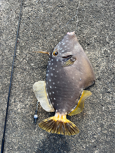 ハクセイハギの釣果