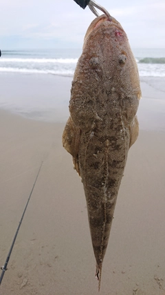 マゴチの釣果