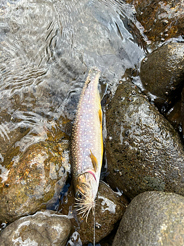 イワナの釣果