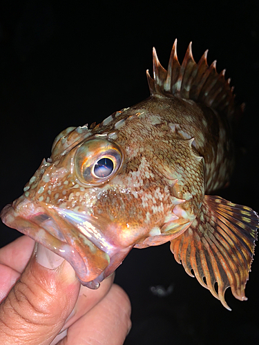 カサゴの釣果