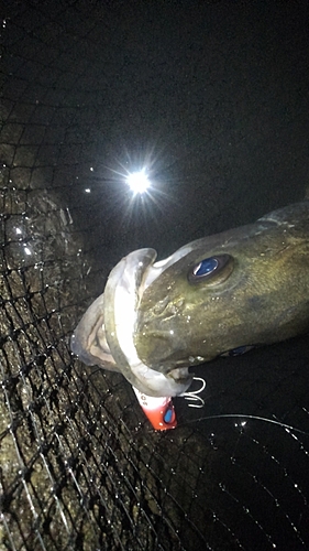 スズキの釣果