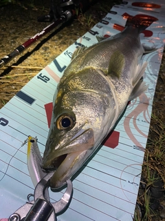 シーバスの釣果