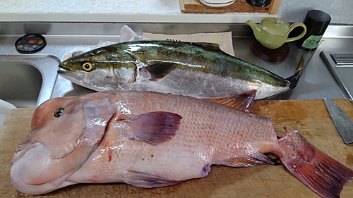 コブダイの釣果