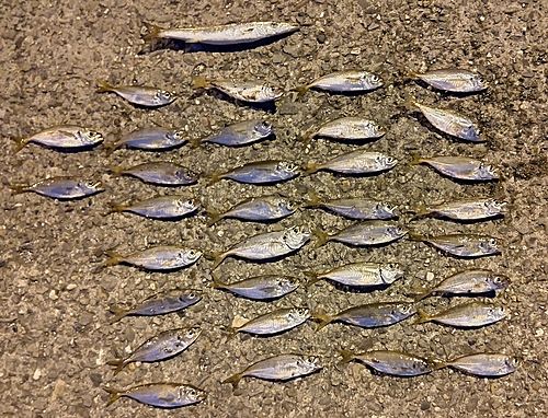 アジの釣果