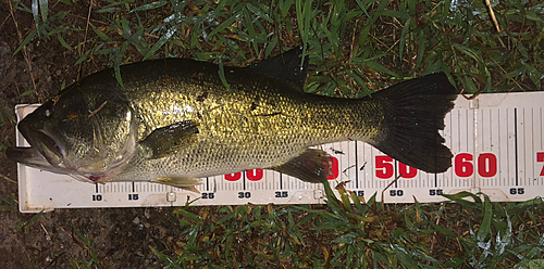 ブラックバスの釣果