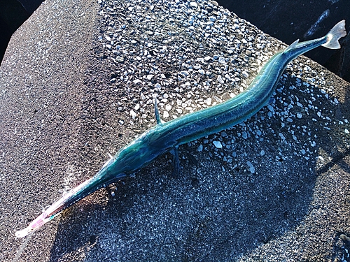 ダツの釣果