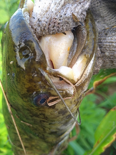 ナマズの釣果