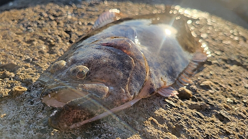 ヒラメの釣果