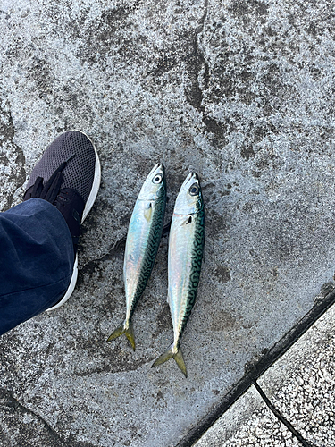 サバの釣果