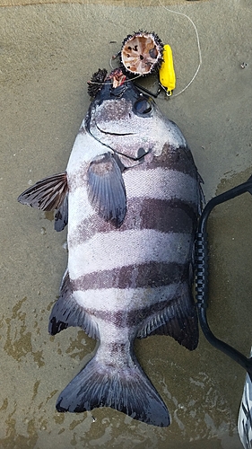 イシダイの釣果