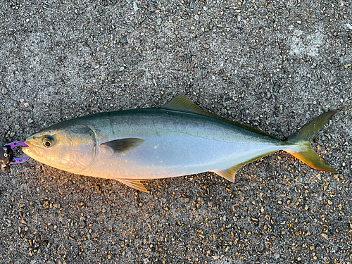 ハマチの釣果