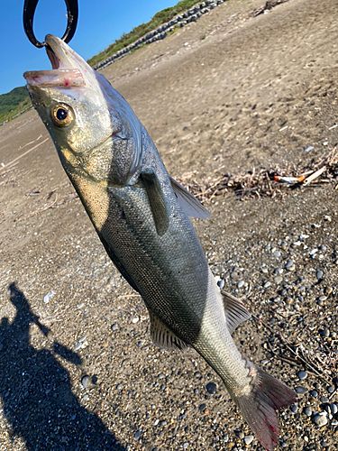 セイゴ(マルスズキ)の釣果