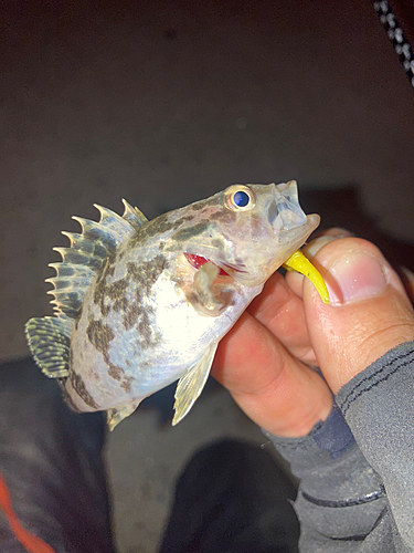 タケノコメバルの釣果