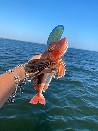 ホウボウの釣果