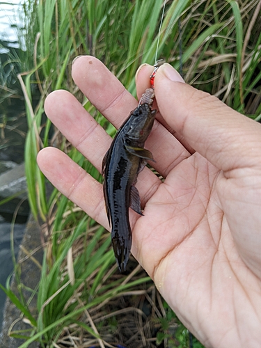 ハゼの釣果