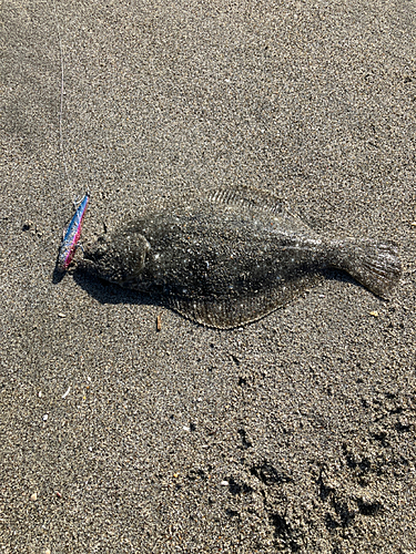 ソゲの釣果