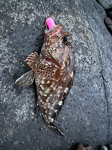 カサゴの釣果