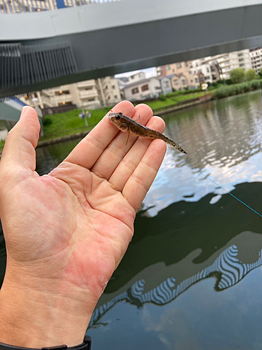 マハゼの釣果