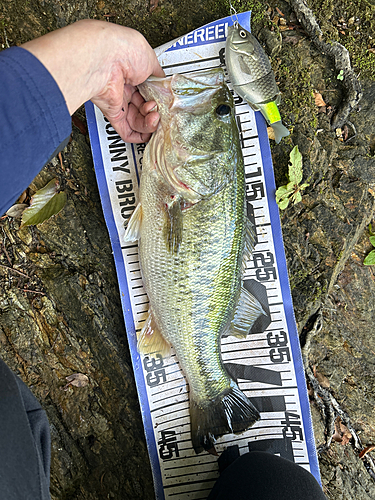 ブラックバスの釣果