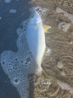 ショゴの釣果