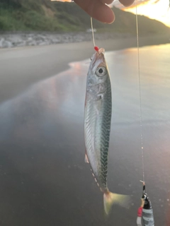 マサバの釣果