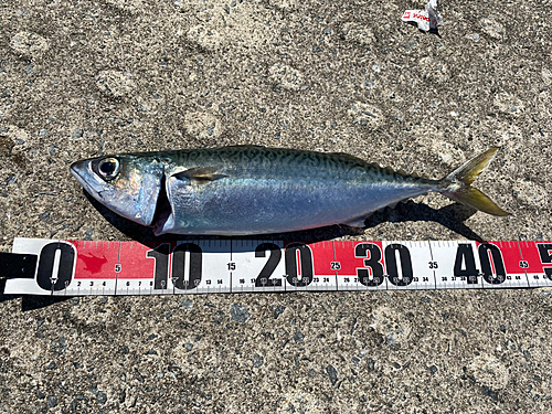 サバの釣果