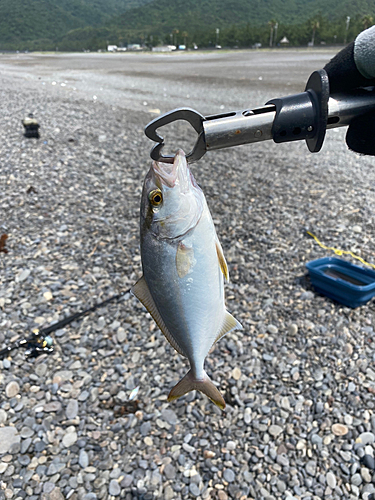 カンパチの釣果