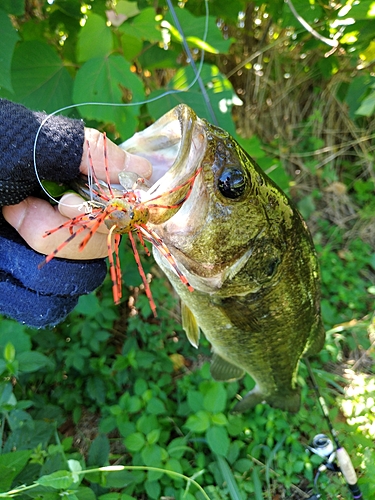 ブラックバスの釣果