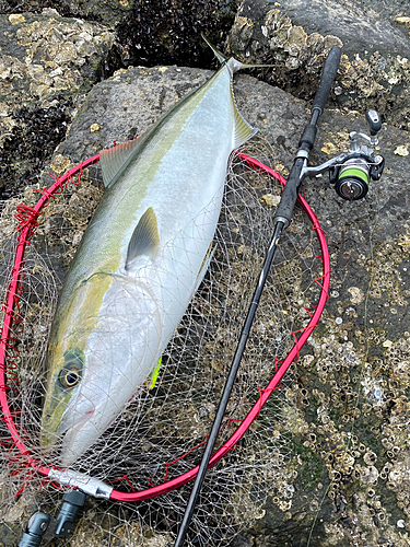 ブリの釣果