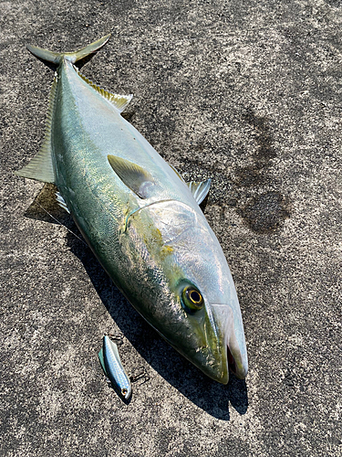 ブリの釣果