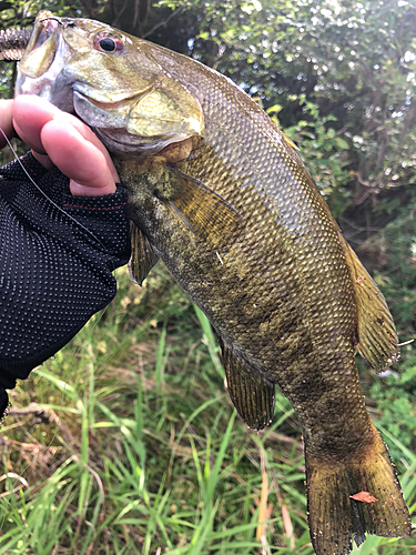 スモールマウスバスの釣果