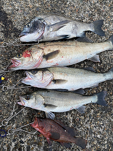 シーバスの釣果