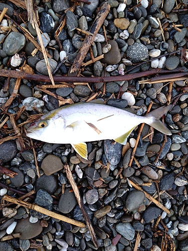 ショゴの釣果