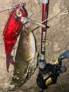 ナマズの釣果