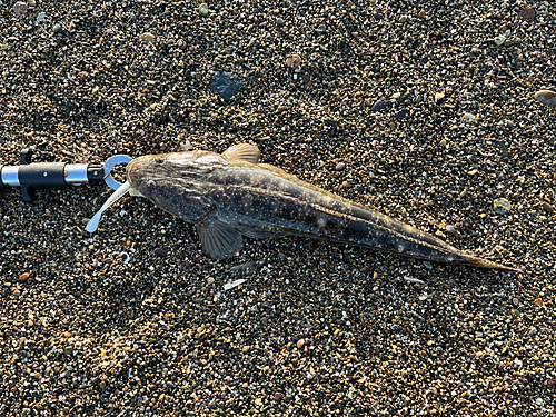 マゴチの釣果